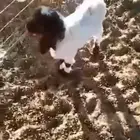 خروف داغور