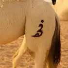 حوارة مزاين