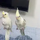 كروان كريمي فيس