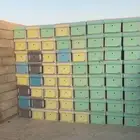 خلايا افرنجي جديد