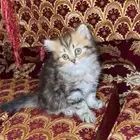 للبيع قطه سكوتش مهجن شيراز