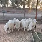 طليان جذعان