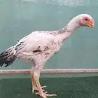 فرخ ديك فارسي للبيع