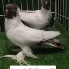 كلرهد فرش سوداني هلمت مفتل
