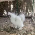 للبيع ديك قطني فاخر