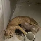 قطة مع صغارها من يتبناها