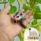 سنجاب شوقر قلايدر