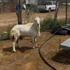 كبش فحل مشروط