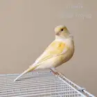 أنثى كناري جاهزة جدا