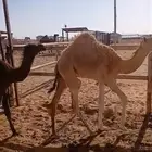 بكره للبيع عونية