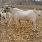 فحل بيشي أكحل صنف و معرف