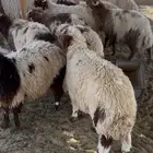 خرفان ذبايح نعيم جبر