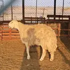 3 نعاج للبيع تم البيع
