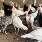 للبيع رومي دجاج وديكه