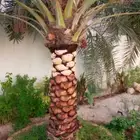 قص وتكريب وتقطيع الأشجار وزراعة وتقليم