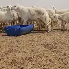 فحل حري صنف فاخر ...فرصة