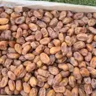 خلاص حبه جامبو من نفود الزلفي