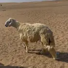 طليان جذعان للبيع