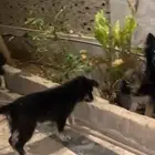 كلاب جراء عدد (2) جيرمان شيبرد