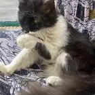 قطه انثى عمرها صغير تبني