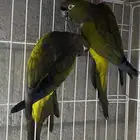 جوز كنيور بتغونيا سعر حلو
