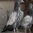 حمام باكستاني