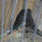 (تم البيع)زوج باجي بلاك فيس بفروخه