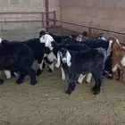بهم العدد 15