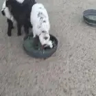 هرافي