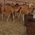 املج