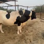 ثور هولندي فحل للبيع