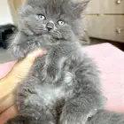قطة من ام بيكي فيس واي هملايا