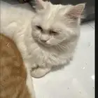 قطه للتبني