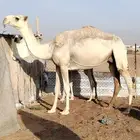 ناقة شقحا عشرا ثنية