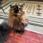 قطة سكوتش شيرازي