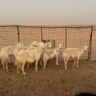 غنم دفيع طيبه