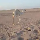 قعدان قصب للبيع