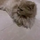قط شيرازي للتبني