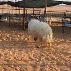 تم البيع عرضين العرض الاول رباع حايل العرض الثاني جذع فل