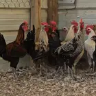 دجاج وديوك للبيع .. الذيبيه