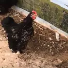 مكه جعرانه