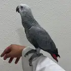 لمحبين الاقتناء كاسكو اليف هدد