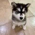 husky puppy