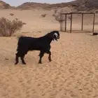 مشروع فحل