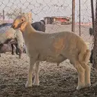 مشروع فحل