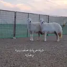 حلال حري صنف مواليد ومضاريع