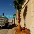 نخل واشنطني