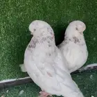 جوز لونق منتج سبلاش