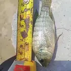 سمك بلطي حي للبيع