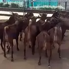 مشاريع فحول دهم فاخره صنف الصنف